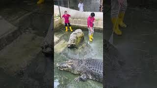 Cleaning huge crocodile ‘s enclosure 😎 buaya cleaning dangerous zoo animals [upl. by Kiele]