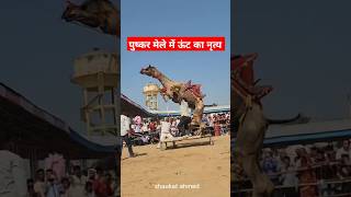 ऊंट नृत्य  camel dance pushkar fair 2024 pushkar pushkarfair pushkarrajasthan india camelfair [upl. by Llennyl522]