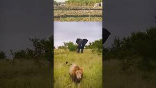 Elephant vs Big Lion 🦁 in Wildlife Africa wildlife lion lionvsbuffalo shorts [upl. by Naillij]