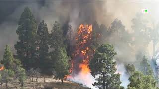 Diez medios aéreos y 300 efectivos combaten el fuego en La Palma [upl. by Byrne72]