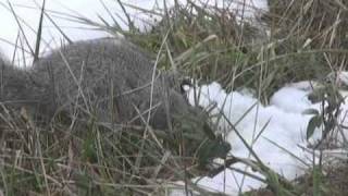 Endangered Delmarva Fox Squirrel  Blackwater NWR Cambridge MD [upl. by Lachman40]