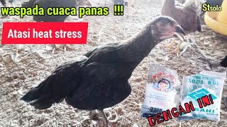 Cara mengatasi heat stress pada ayam [upl. by Noell727]