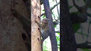 Meet the World’s Smallest Monkey Pygmy Marmoset Shorts Wildlife monkey [upl. by Nivar]