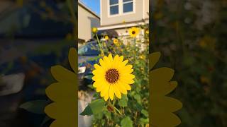 Beautiful Wild Sunflowers❤️ wildflowers sunflowers [upl. by Yentuoc]