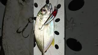 Talakitok Fish On Red Head Lure video fishing island islanding orientalmindoro yotubeshorts [upl. by Wakerly229]