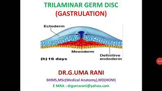 GASTRULATION PROCESS TRILAMINAR GERM DISC [upl. by Drolet]