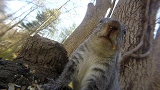 Grey squirrel vocalizations [upl. by Faunia]