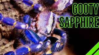 How To Keep the Gooty Sapphire Ornamental Poecilotheria metallica [upl. by Ken]