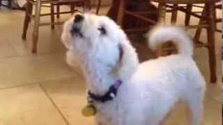 Howling Dog Bichon Frise [upl. by Diarmid]