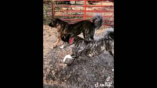 Anatolian Shepherds heading out for predator control [upl. by Katlin703]