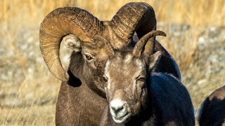 Canadian Rockies Ram Battle for Mating Rights [upl. by Shelli149]