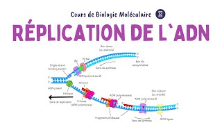 RÉPLICATION DE LADN  ACIDES NUCLÉIQUES  Biochimie Facile [upl. by Mairb]