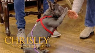 Season 5 Episode 5 Todd Loves Lilo the Frenchie  Chrisley Knows Best [upl. by Tterag]