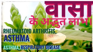 Adhatoda vasica Adusha Vasaplant ke medicinal use benefits fayde and identification knowledge [upl. by Babita804]