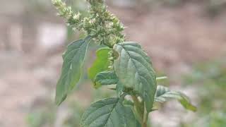 Amaranthus spinosus [upl. by Noraj]