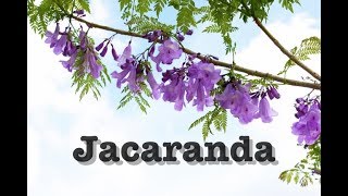 Jacaranda obtusifolia flowers [upl. by Penny663]