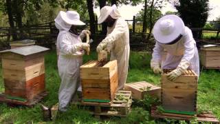 Comment débuter en apiculture avec Beeopic [upl. by Klug]