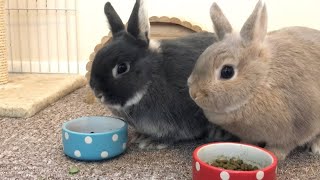 Morning Feeding Time  Netherland Dwarf Rabbits  Full Grown Size [upl. by Hock687]