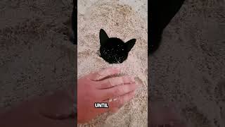 he was playing on the beach until this cat appeared 😂 [upl. by Elberta]