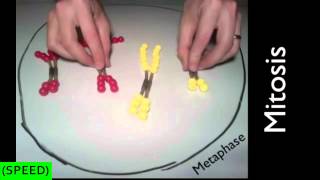 SPEED Mitosis and Meiosis Simulation [upl. by Brigit288]