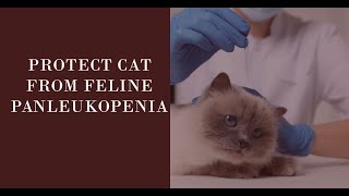 Feline Panleukopenia 🐱 A Serious Contagious Disease of Cat 🦠 [upl. by Kcuhc]