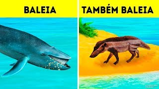 Por Que as Baleias se Tornaram o Maior Animal de Todos os Tempos [upl. by Ahsayn]