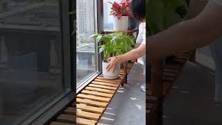 Indoor gardening setup [upl. by Ltsyrk476]