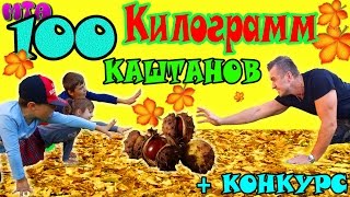 ✔ 100 килограмм Каштанов ✔ Для чего Конкурс завершён [upl. by Archambault906]