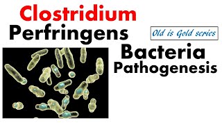 Clostridium perfringens pathogenesis  Microbiology Lecture on disease symptoms and treatment [upl. by Eiramanitsirhc972]