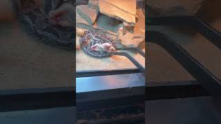 Feeding Bitis Cornuta Viper reptiles snake viper pets [upl. by Ahsuoj932]