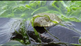 Dice snake Natrix tessellata [upl. by Eliseo171]