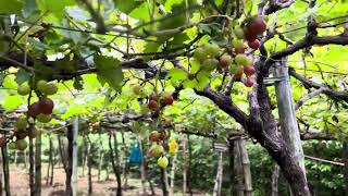 Bauan La Union Grape vineyard [upl. by Tybald272]