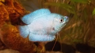 New Powder Blue Dwarf Gourami 10 gallon 1 [upl. by Simonetta]