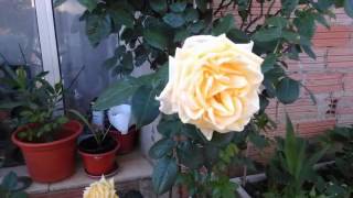 Jardines 2016 flores rosas blancas rojas [upl. by Notreve]