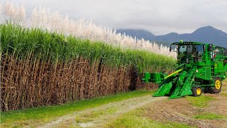 SugarCane Growing and Harvest  Sugar Mill Processing Line  Modern Machine Harvest [upl. by Notlim]