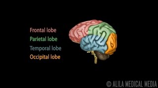 Neuroscience Basics Human Brain Anatomy and Lateralization of Brain Function 3D Animation [upl. by Emilio]