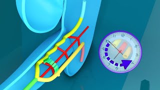 3D Midgut Embryology  Rotation of Midgut in 3D  Physiological Umbilical Hernia and Intestines [upl. by Caputo]