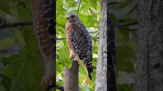 Redshouldered Hawk [upl. by Ruford]