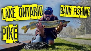 Bank fishing for pike in Lake Ontario  Pike opening weekend 2020 [upl. by Ezarra766]