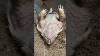 ARMADILLO sleeping 💤  Brillo The SixBanded Armadillo shorts [upl. by Ferri]