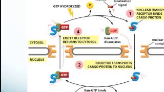 Protein Sorting and Receptor Mediated Endocytosismp4 [upl. by Roehm878]