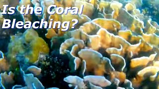 Exploring the Under Seawater World Coral Sea Urchin Seaweeds [upl. by Codd]