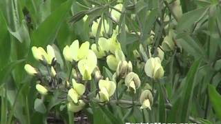 Cream Wild Indigo Baptisia bracteata [upl. by Aneleasor]