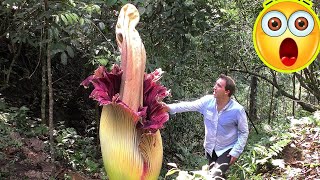 10 Carnivorous Plants Eat Everything From Insects to Mammals [upl. by Dibb]