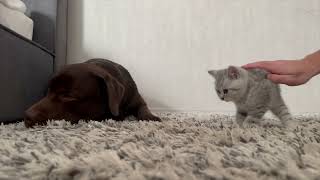 Dog Reacts To Kitten For The first Time [upl. by Papageno]