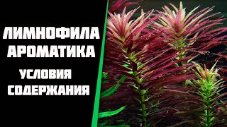 Лимнофила ароматика Limnophila aromatica условия содержания в моем аквариуме [upl. by Anirbaz]