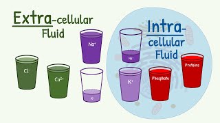 Extracellular Fluid vs Intracellular Fluid The MAIN DIFFERENCE in Composition [upl. by Amsirac]