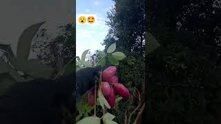 Akebia trifoliata गोफला 😘🤩 mrbeast shorts [upl. by Kelvin]