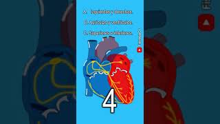 Anatomía del corazón  ¿Cuál es el nombre de las cavidades cardíacas [upl. by Carine345]