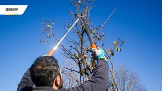 COME POTARE LA ROSA RAMPICANTE – guida con consigli per la potatura [upl. by Roter]